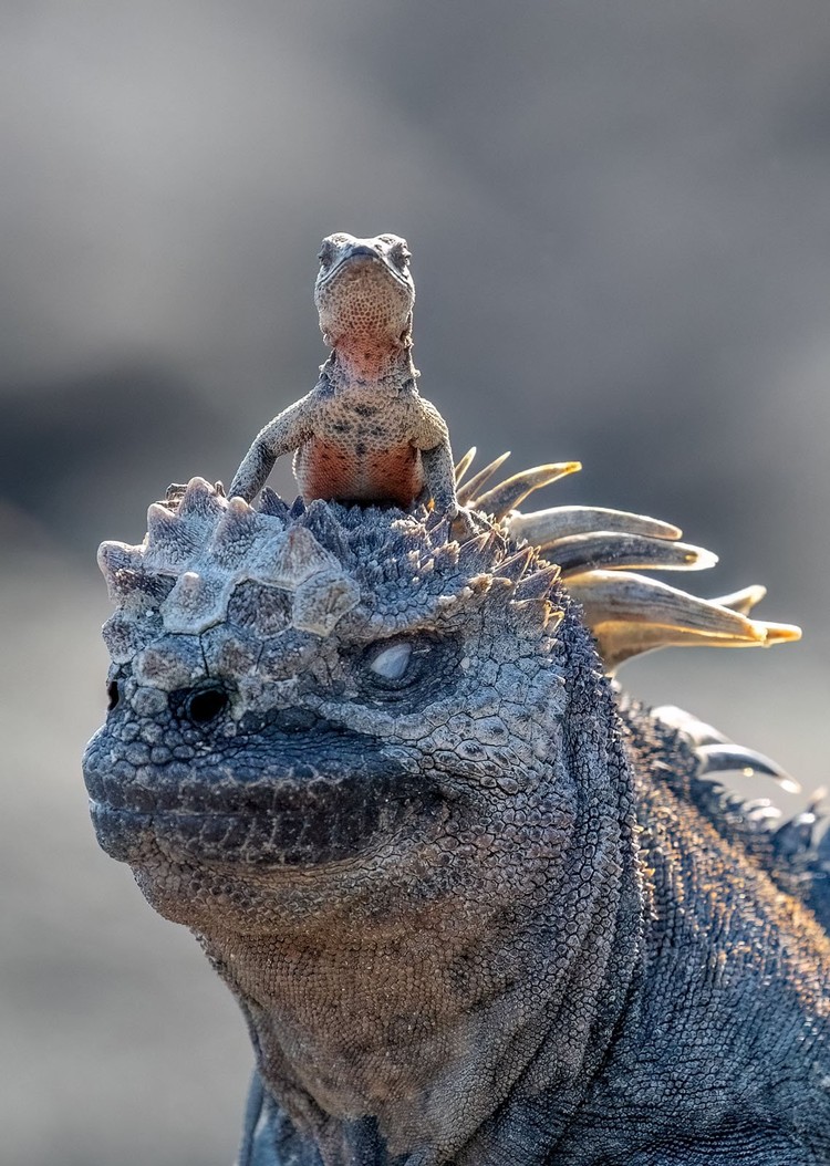 comedy-wildlife-photography-awards-2025-1749948758278